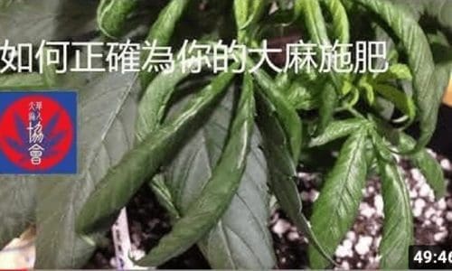 必大要方!堪比偉哥!