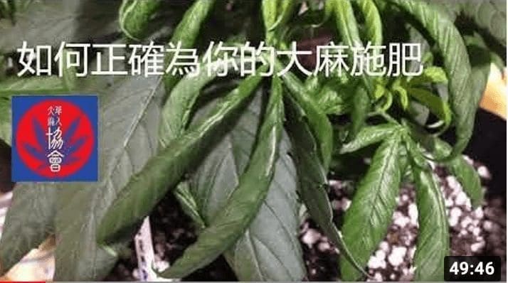 必大要方！堪比偉哥！