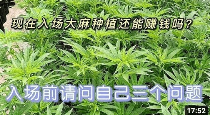 大麻种植可行吗？要入场吗？种植大麻赚钱吗？入场前需要问自己的三个问题