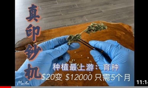 一株大麻/汉麻5个月能产多少种子?揭秘大麻与汉麻行业的印钞术 | 育种有多赚钱