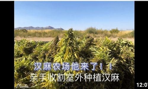 美国汉麻种植揭秘 | 带大家看CBD是如何种出来的 | 亲手收割汉麻的一天