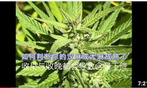 大麻和汉麻收割的时机 | 如何判断大麻汉麻成熟了?