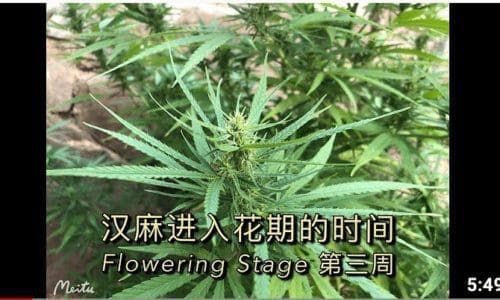 汉麻与大麻的开花期是怎样的? 有什么特征? Flowering Stage