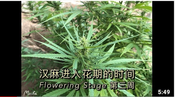 汉麻与大麻的开花期是怎样的？ 有什么特征？ Flowering Stage