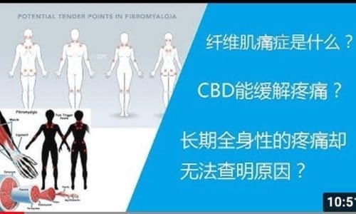 长期全身疼痛却无法查明原因?风湿类疼痛?或许是 纤维肌痛证症! CBD或许能帮您缓解症状