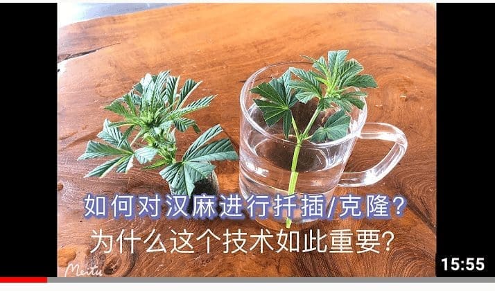 大麻与汉麻种植的克隆技术 | 开苗圃让人致富！
