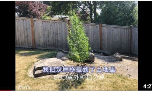 将我的汉麻移到室外土地里 | 汉麻室外土地种植
