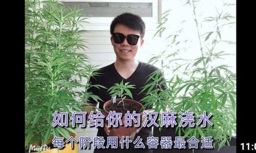 大麻与汉麻种植应该如何浇水？ 从育种到结花浇水指导 [室外有土种植]