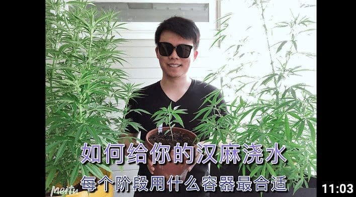 大麻与汉麻种植应该如何浇水？ 从育种到结花浇水指导 [室外有土种植]