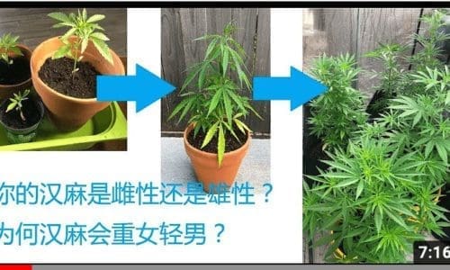 如何分辨汉麻的雌雄? 如果不分辨,你的产量直接减半
