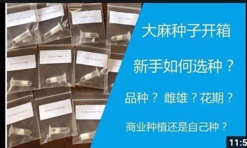 [大麻种子开箱] THC种子的类别，如何选择新手合适的种子
