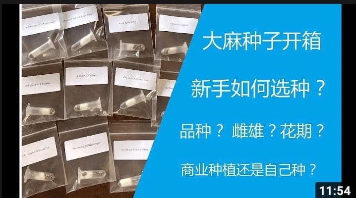 [大麻种子开箱] THC种子的类别，如何选择新手合适的种子