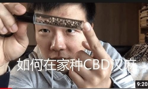 手把手教你如何在家种植汉麻(CBD)第一章: 选种与育苗