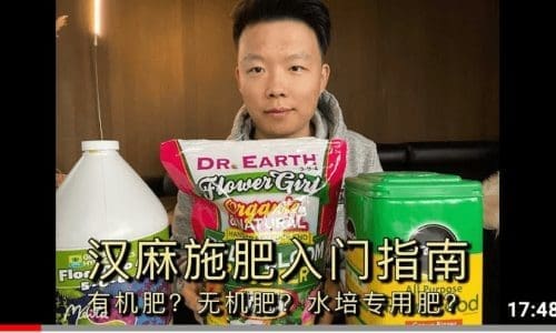 大麻汉麻如何施肥? 入门级营养讲解 | 新手种植施肥营养须知