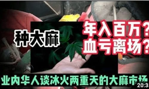 业内华人谈大麻市场的冰火两重天： 种大麻没看到年入百万？只看到血亏离场？种植大麻合法吗？现在入场种大麻是好时机吗？用大棚种大麻要申请执照吗？大麻执照容易申请吗？