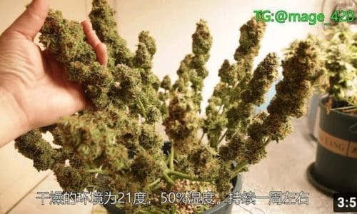 [中文大麻种植]收获：修剪+干燥+固化