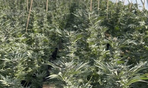 请问何老师：我在LA种的花己经打花第47天，花头不大也不硬见下面图片有好办法能让花增大变硬呢？