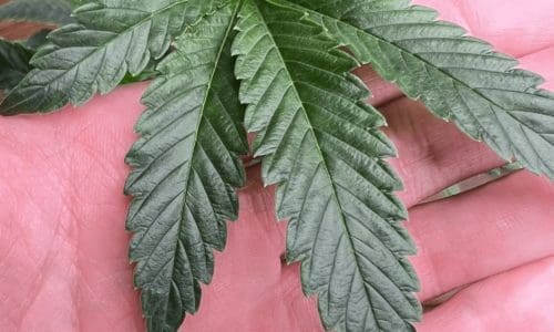 请问何老师：我的大麻叶子怎么了？