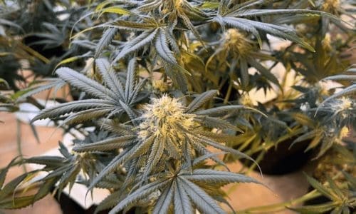 请问何老师：种植点评 #1