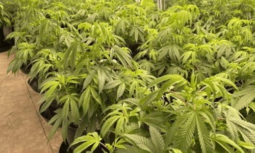 请问何老师：灯光PPF太强，会令树叶下垂和变黄吗？