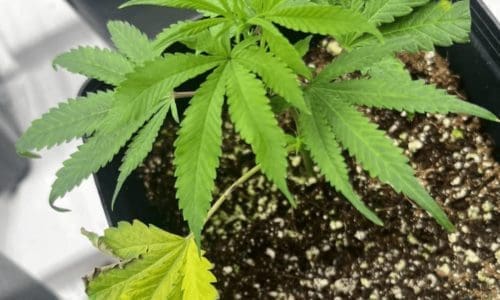 请问何老师：这种氮过多，低叶黄叶什么回事呀？之前听说浇相同PPM 的钙镁可挽救？