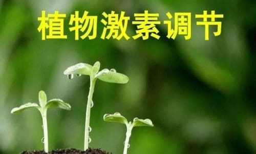 66 - 致癌的合成大麻生长素PGR(矮仔水)