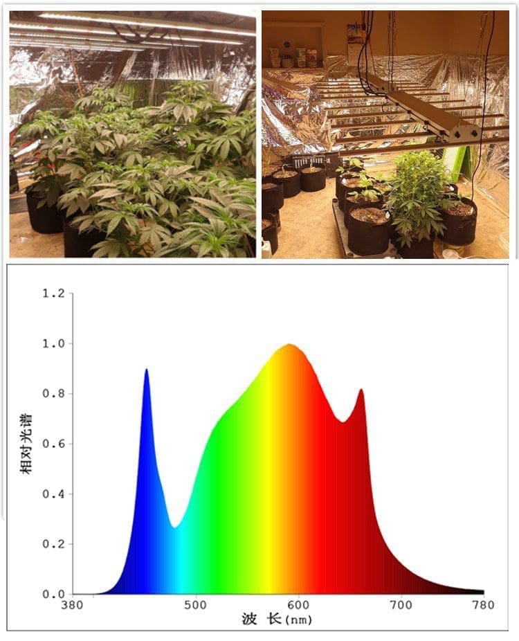 15 - 配置大麻种植灯:光周期现象