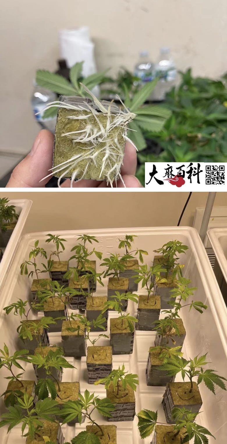 不用养一天树，出根BB直接打花神技再现江湖