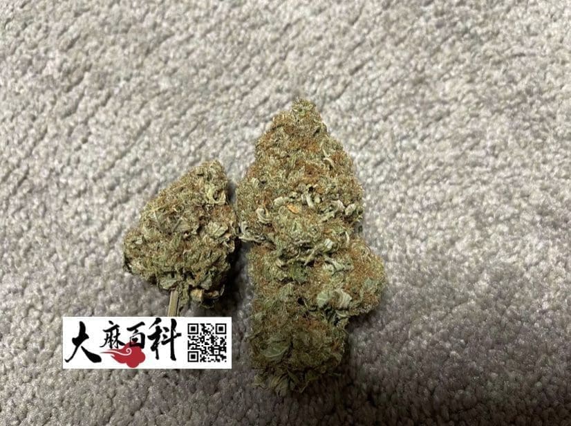 不用养一天树，出根BB直接打花神技再现江湖