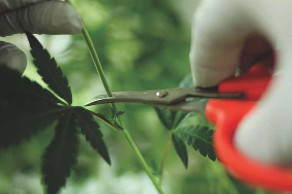 大麻种植技术之克隆大麻