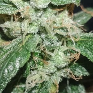 大脑袋有大智慧丶的头像