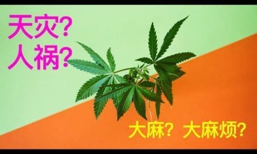 【揭秘视频】华人大棚种大麻的天灾与人祸
