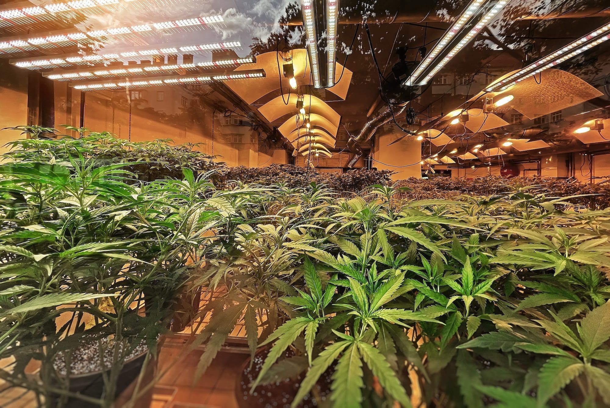 通用水培三色水使用说明
