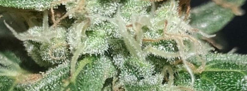 大脑袋有大智慧丶